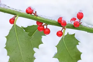 Berrys: Holly - leaves & berrys covered in frost
