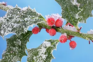 Berrys: Holly - leaves & berrys covered in frost