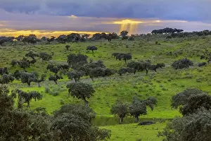 Cceres: Holly oak grove - evening sunrays breaking through