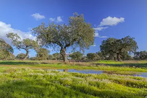 Cceres: Holly oak grove - an extensive grove of holly oak