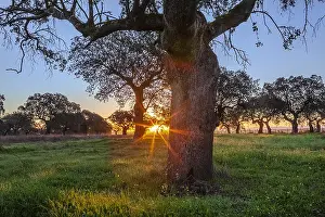 Cceres: Holly oak grove - an extensive grove of holly oak