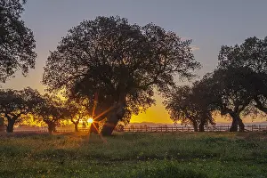 Cceres: Holly oak grove - an extensive grove of holly oak