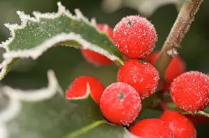 Rimed: Holly Rimed berries - In frost