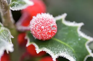 Berry: Holly Rimed berries - In frost