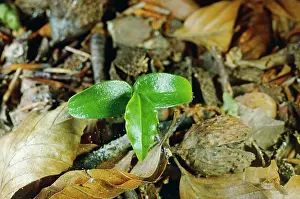 Germinating: HOLLY- seedling