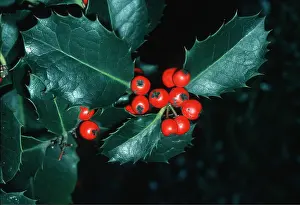 Holly: HOLLY - showing berries