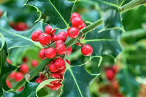 David Chapman: Holly Tree - Berries - UK