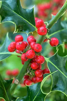 David Chapman: Holly Tree - Berries - UK