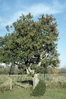 Holly: Holly tree in berry