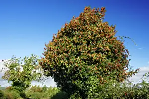 Ripened: Holly - tree in hedge with ripened berries in autumn
