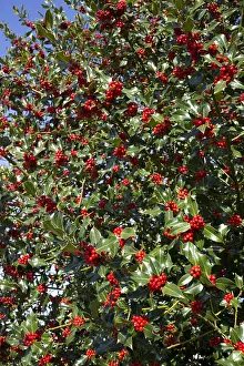 Ilex: Holly tree Ilex aquafolium laden with bright red