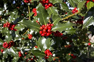 Ilex: Holly tree Ilex aquafolium laden with bright red