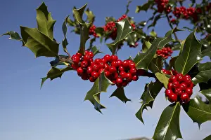 Ilex: Holly tree Ilex aquafolium laden with bright red