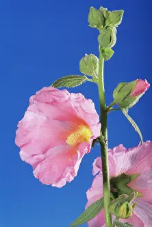 Hollyhock: Hollyhock