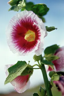 Alcea: Hollyhock