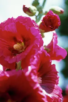 Alcea: Hollyhock
