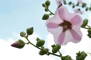 Alcea: Hollyhock