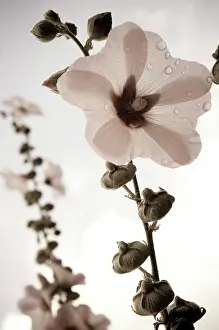 Alcea: Hollyhock