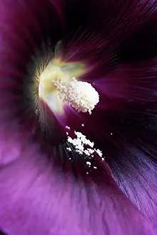 Alcea: Hollyhock
