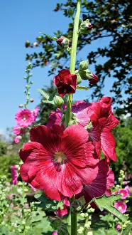 Alcea: Hollyhock