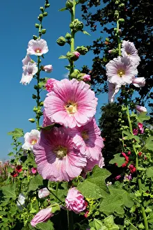 Alcea: Hollyhock