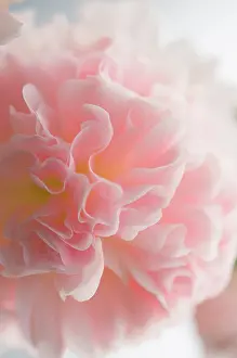 Ruffled: Hollyhock