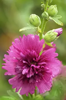 Alcea: Hollyhock