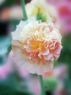 Layers: Hollyhock