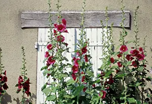 Lifestyle: Hollyhock