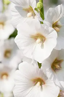 Alcea: Hollyhock, Alcea rosea, Close view of a stem with