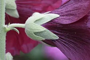 Alcea: Hollyhock, Althaea rosea, Detail of purple coloured flower o