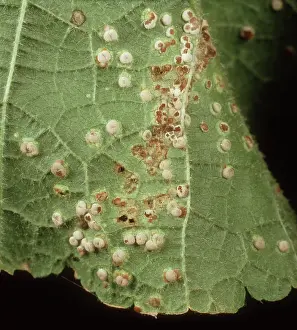 Hollyhock: Hollyhock rust