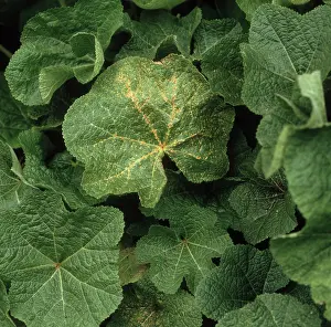 Infected: Hollyhock rust
