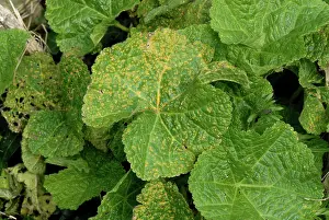 Alcea: Hollyhock rust