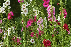 Hollyhocks: Hollyhocks
