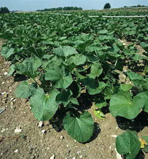 Fiber: Hollyhocks as an alternative fiber crop
