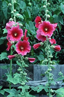 Roses: HOLLYHOCKS - by fence