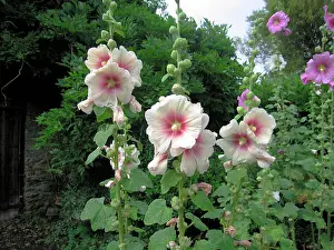 Hollyhocks: Hollyhocks - In garden