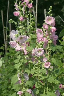 Hollyhocks: Hollyhocks - in garden