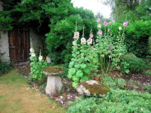 Hollyhocks: Hollyhocks - In garden outside old barn