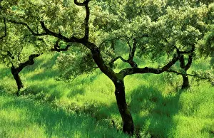 Holm: Holm / Holly / Evergreen Oak - In the Sierra de