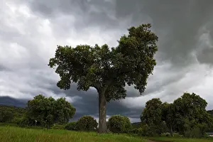 Holm: Holm Oak