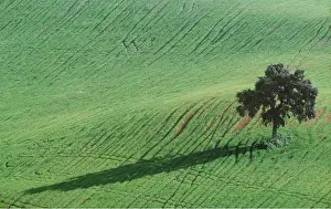 Lines: HOLM OAK - In a cultivated field