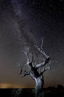 Holm: Holm Oak - dead tree and the Milky Way