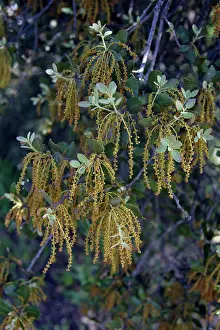 Holm: Holm Oak - flowers and leaves
