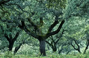 Holm: Holm Oak - moss-grown