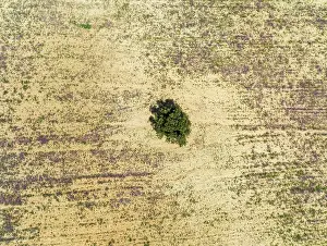 Holm: Holm Oak (Quercus ilex) in a field. Aerial view