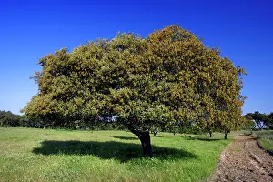 Holm: Holm Oak - single tree