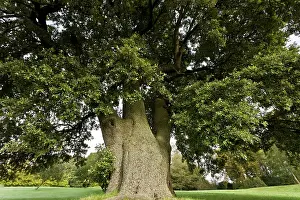 Holm: Holm Oak Tree