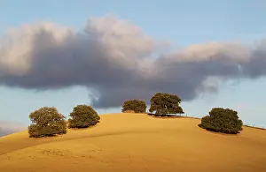 Holm: Holm Oak Trees - on a cultivated field
